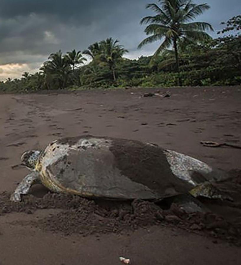 Casa Chilamates Tortuguero Eksteriør bilde