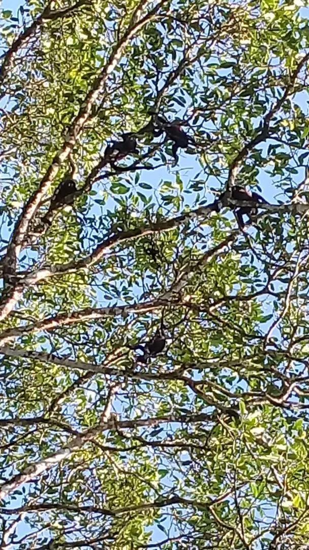 Casa Chilamates Tortuguero Eksteriør bilde