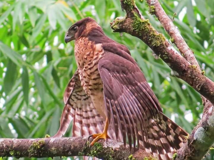 Casa Chilamates Tortuguero Eksteriør bilde