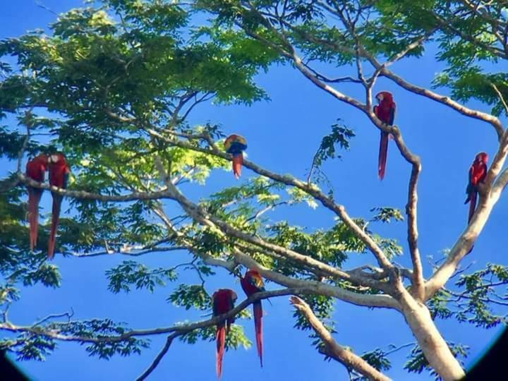 Casa Chilamates Tortuguero Eksteriør bilde